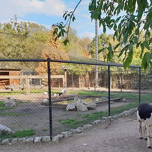 Alpaca and wader-aviary