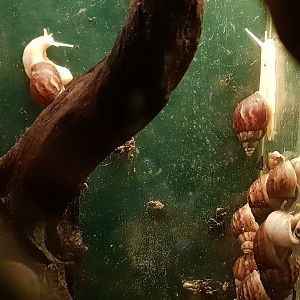 African giant land-snails