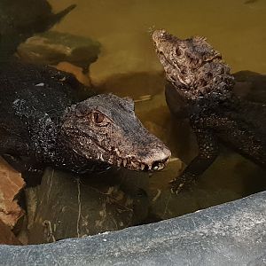 Cuvier's dwarf caimans