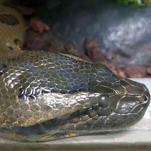 Green anaconda