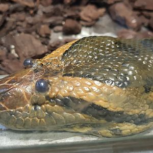 Green anaconda