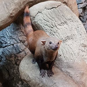 Ring-tailed vontsira