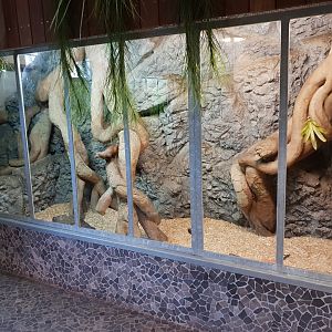 Enclosure Ring-tailed vontsira