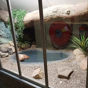 Enclosure Beaded lizard