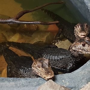 Cuvier's dwarf caimans