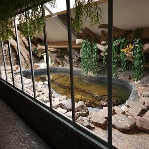 Caiman - Turtle caiman enclosure