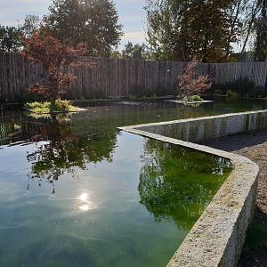 Sturgeon - Koi pond
