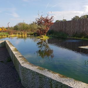 Sturgeon - Koi pond