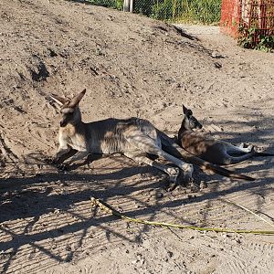 Eastern grey kangaroos