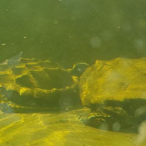 Alligator snapping turtles