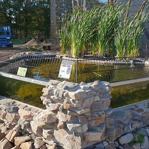 Alligator snapping turtle enclosure