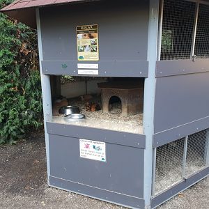 Guinea-pig enclosure
