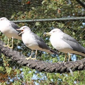 Black-tailed gulls