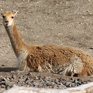 Vicuna
