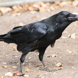 European raven