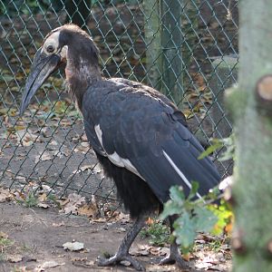 Southern ground hornbill