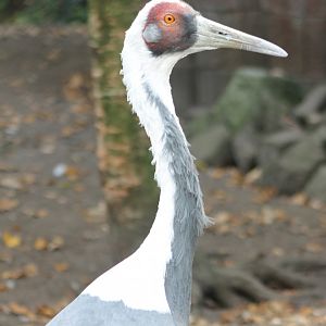 White-necked crane