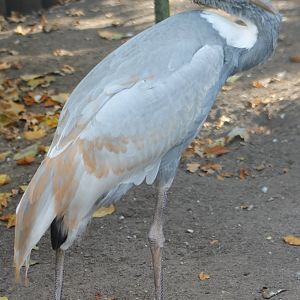 Young White-necked crane