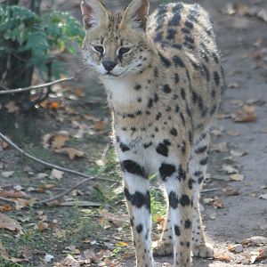 Serval