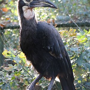 Southern ground hornbill