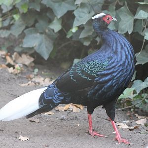 Vietnam pheasant