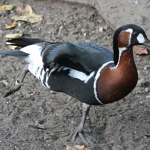 Red-breasted goose