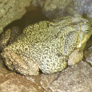 Rococo toad