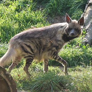Striped hyena