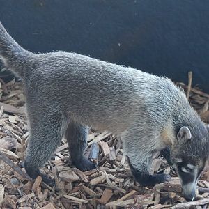 White-nosed coati