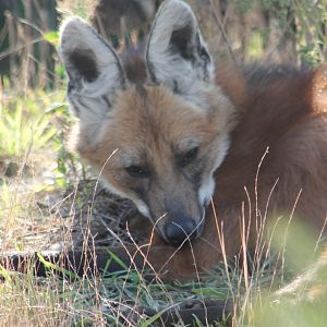 Maned wolf