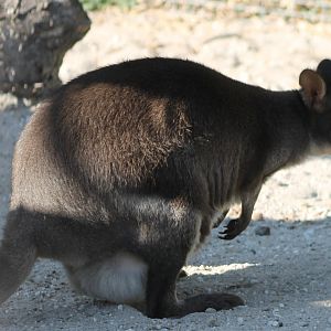 Dusky pademelon