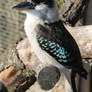 Kookaburra