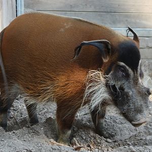 Red river hog