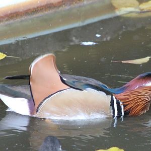 Mandarin duck