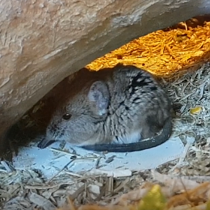 Short-eared elephant-shrew