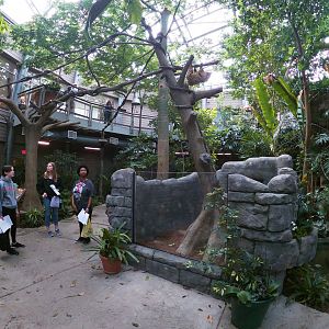 Apr. 2019 - Discovery Forest - Newly Renovated! Linne's Two-toed Sloth Exhibit