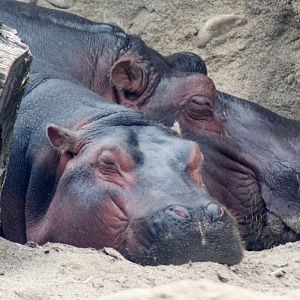 Apr. 2019 - Africa - Fiona & Bibi Sleeping