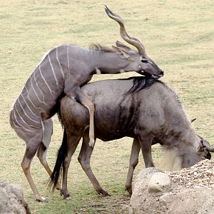 Apr. 2019 - Africa - Interspecies Mounting