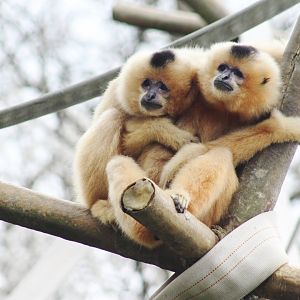 Apr. 2019 - Gibbon Islands - Buff-cheeked Gibbons