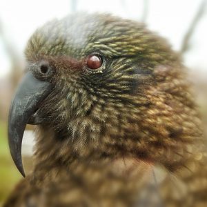 Apr. 2019 - Walk-through Flight Cage - Kea