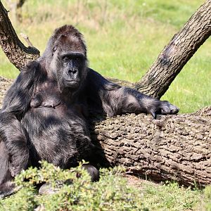 Fatou, Lowland Gorilla, Berlin Zoo, April 2019