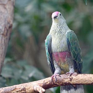 Red-bellied Fruit Dove, Berlin Zoo, April 2019