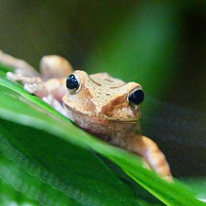 Hong Kong Whipped Frog, Berlin Zoo, April 2019