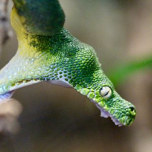 Green Python, Berlin Zoo, April 2019