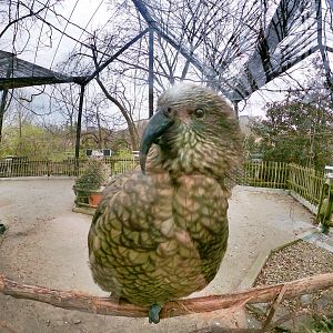 Apr. 2019 - Kea Encounter