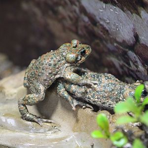 Brongersma's Toad, Berlin Zoo, April 2019