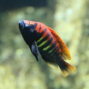 Nyerere's Victoria Cichlid, Berlin Zoo, April 2019