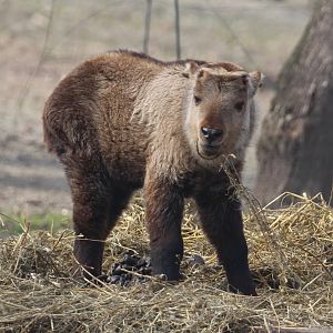 Young Sichuan Takin, Berlin Tierpark, April 2019