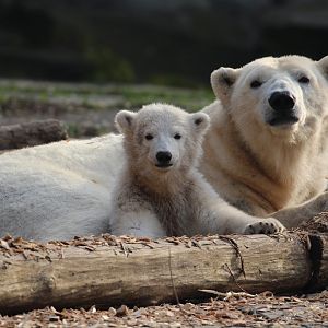 Hertha the Polar Bear cub, Berlin Tierpark, April 2019