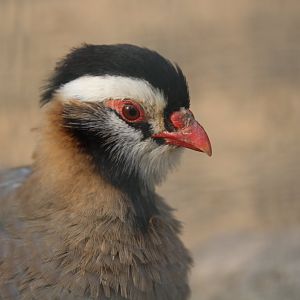 Arabian Partridge, Berlin Tierpark, April 2019